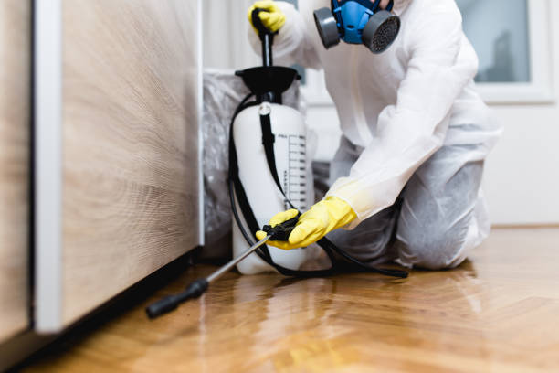 Best Flea Control Services  in Fairbank, IA