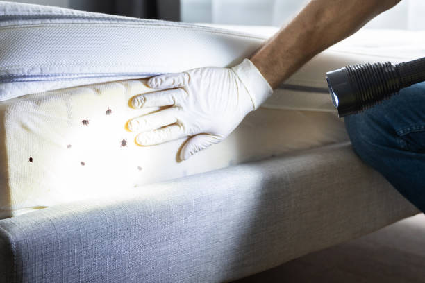 Best Best Pest Control Companies  in Fairbank, IA