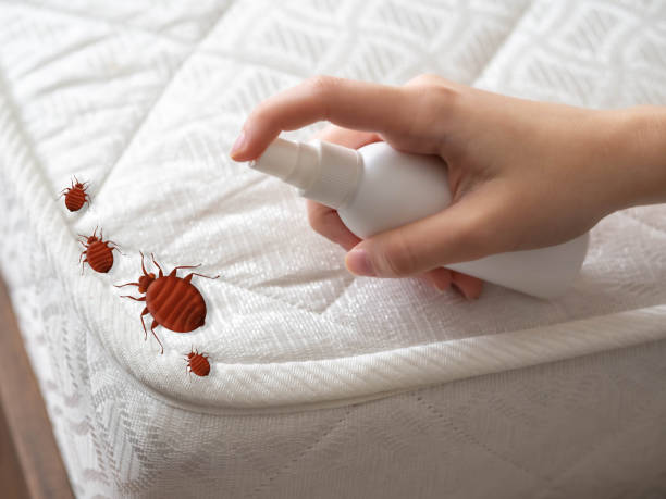 Best Termite Control Services  in Fairbank, IA