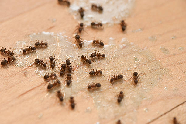 Best Exterminator Services  in Fairbank, IA