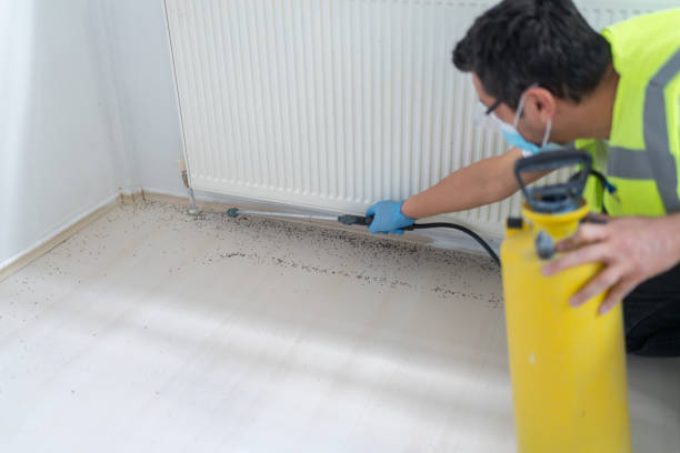 Best Cockroach Control Services  in Fairbank, IA